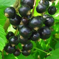 Смородина черная Багира (Ribes Bagira), H20-40  С3
